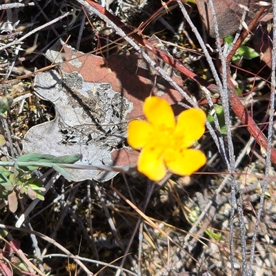 Hypericum gramineum (Small St Johns Wort) at Fadden, ACT - Yesterday by Mike