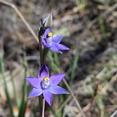 Thelymitra peniculata (Blue Star Sun-orchid) at Fadden, ACT - Yesterday by Mike