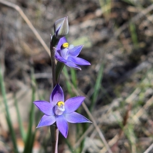 Thelymitra peniculata at Fadden, ACT - Today by Mike