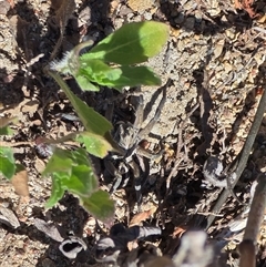 Tasmanicosa sp. (genus) (Tasmanicosa wolf spider) at Fadden, ACT - Yesterday by Mike