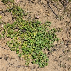 Modiola caroliniana (Red-flowered Mallow) at Isaacs, ACT - Yesterday by Mike