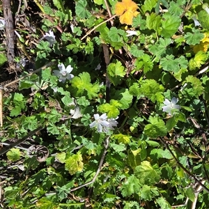 Malva neglecta (Dwarf Mallow) at Isaacs, ACT - Today by Mike