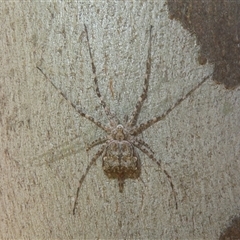 Tamopsis sp. (genus) (Two-tailed spider) at Symonston, ACT - 1 Nov 2025 by Christine