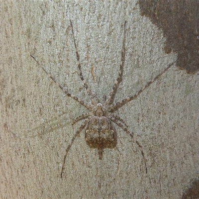 Tamopsis sp. (genus) (Two-tailed spider) at Symonston, ACT - 1 Nov 2025 by Christine
