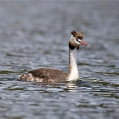 Podiceps cristatus (Great Crested Grebe) at Yarrow, NSW - 30 Oct 2025 by jb2602
