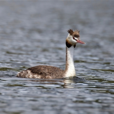 Podiceps cristatus (Great Crested Grebe) at Yarrow, NSW - 30 Oct 2025 by jb2602