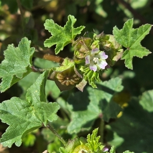 Malva parviflora (Little Mallow) at Isaacs, ACT - Today by Mike