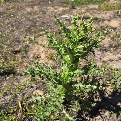 Sonchus asper (Prickly Sowthistle) at Isaacs, ACT - Yesterday by Mike