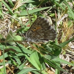 Lucia limbaria (Chequered Copper) at Symonston, ACT - 1 Nov 2025 by Christine