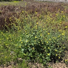 Hirschfeldia incana (Buchan Weed) at Isaacs, ACT - Yesterday by Mike