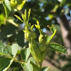 Rosa rubiginosa (Sweet Briar, Eglantine) at Isaacs, ACT - Yesterday by Mike