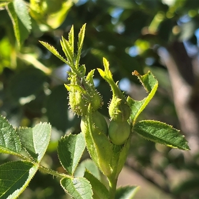 Rosa rubiginosa (Sweet Briar, Eglantine) at Isaacs, ACT - Yesterday by Mike