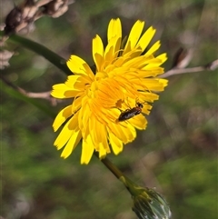 Unverified Insect at Isaacs, ACT - Yesterday by Mike