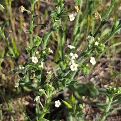 Hackelia suaveolens (Sweet Hounds Tongue) at Isaacs, ACT - Yesterday by Mike