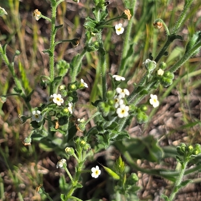 Hackelia suaveolens (Sweet Hounds Tongue) at Isaacs, ACT - Yesterday by Mike