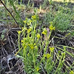 Pimelea curviflora var. sericea (Curved Riceflower) at Isaacs, ACT - Yesterday by Mike