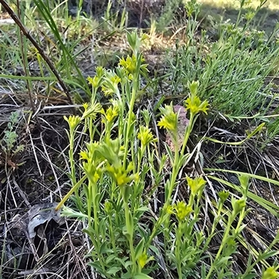 Pimelea curviflora var. sericea (Curved Riceflower) at Isaacs, ACT - Yesterday by Mike