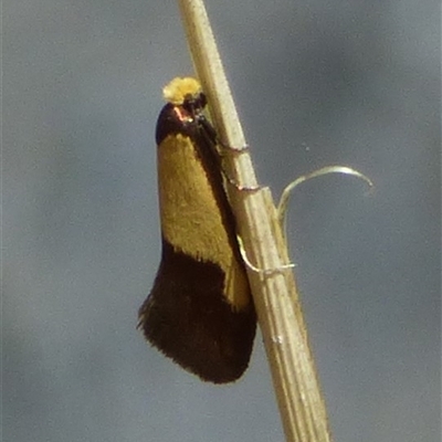 Edosa irruptella (A Tineid moth) at West Hobart, TAS - 2 Nov 2025 by VanessaC