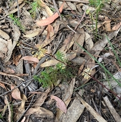 Lomandra multiflora at Canyonleigh, NSW - 25 Oct 2025 by blacksheep