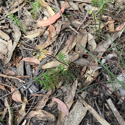 Lomandra multiflora at Canyonleigh, NSW - 25 Oct 2025 by blacksheep