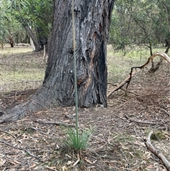 Xanthorrhoea (genus) at Canyonleigh, NSW - 25 Oct 2025 by blacksheep
