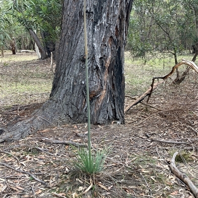 Xanthorrhoea (genus) at Canyonleigh, NSW - 25 Oct 2025 by blacksheep