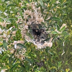 Unverified Other web-building spider at Canyonleigh, NSW - 25 Oct 2025 by blacksheep