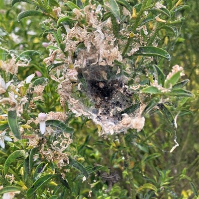 Unverified Other web-building spider at Canyonleigh, NSW - 25 Oct 2025 by blacksheep