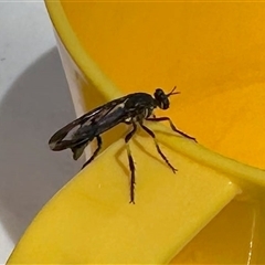 Daptolestes sp. (genus) (Robber Fly) at Aranda, ACT - 2 Nov 2025 by KMcCue