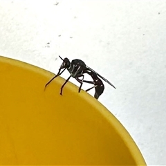 Asilidae (family) (Unidentified Robber fly) at Aranda, ACT - 2 Nov 2025 by KMcCue