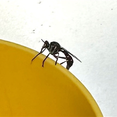 Asilidae (family) (Unidentified Robber fly) at Aranda, ACT - 2 Nov 2025 by KMcCue