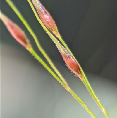 Nassella trichotoma (Serrated Tussock) at Holder, ACT - 2 Nov 2025 by Miranda