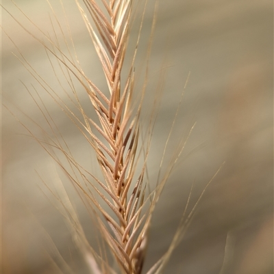 Vulpia (genus) (A Squirreltail Fescue) at Holder, ACT - 2 Nov 2025 by Miranda