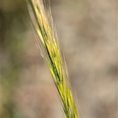 Vulpia (genus) (A Squirreltail Fescue) at Holder, ACT - 2 Nov 2025 by Miranda