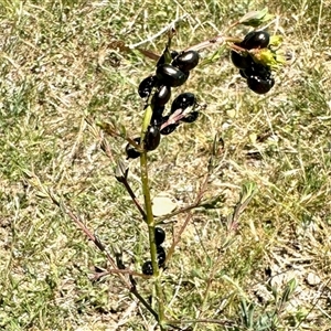 Chrysolina quadrigemina (Greater St Johns Wort beetle) at Yarralumla, ACT - Today by KMcCue