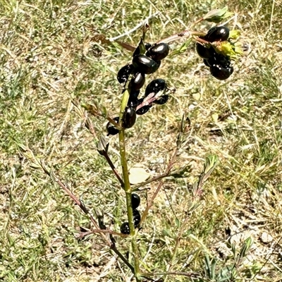 Chrysolina quadrigemina (Greater St Johns Wort beetle) at Yarralumla, ACT - 2 Nov 2025 by KMcCue