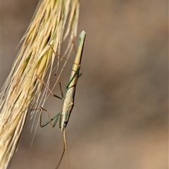 Mutusca brevicornis (A broad-headed bug) at Holder, ACT - 2 Nov 2025 by Miranda
