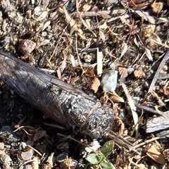 Atrapsalta furcilla (Southern Mountain Squeaker) at Isaacs, ACT - Yesterday by Mike