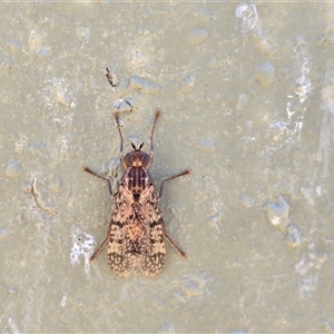 Unverified Insect at Isaacs, ACT - Today by Mike