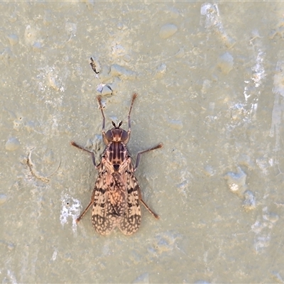 Cardiacera sp. (genus) (Scarab Fly) at Isaacs, ACT - Yesterday by Mike