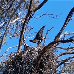 Aquila audax by Mike