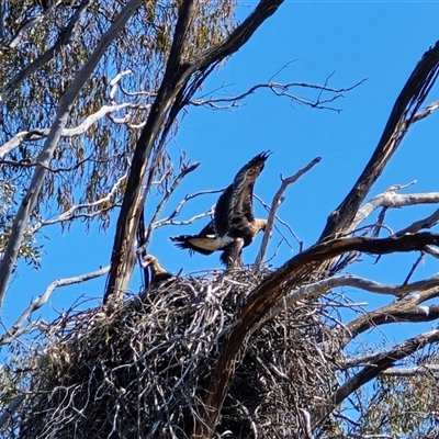 Aquila audax at  - suppressed by Mike