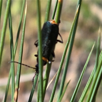 Chauliognathus lugubris (Plague Soldier Beetle) at Isaacs, ACT - Yesterday by Mike