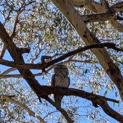 Podargus strigoides (Tawny Frogmouth) at Franklin, ACT - 1 Nov 2025 by chriselidie