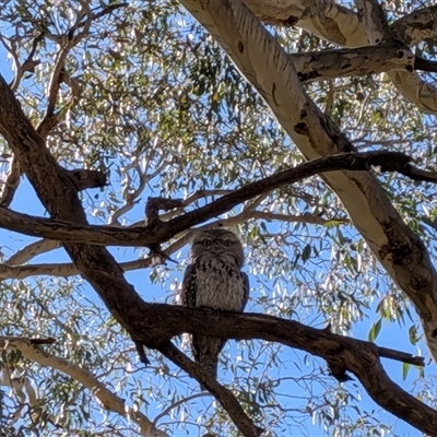 Podargus strigoides (Tawny Frogmouth) at Franklin, ACT - 1 Nov 2025 by chriselidie