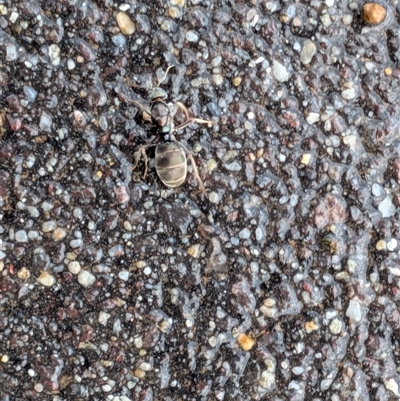 Iridomyrmex purpureus (Meat Ant) at Gungahlin, ACT - 1 Nov 2025 by chriselidie