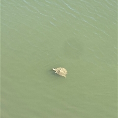 Emydura macquarii (Macquarie Turtle) at Greenway, ACT - 2 Nov 2025 by jks