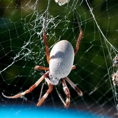Nephila pilipes at Springvale, NSW - 26 Apr 2021 by Paul57