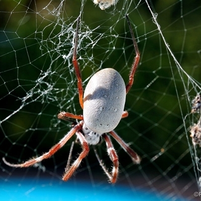 Nephila pilipes at Springvale, NSW - 26 Apr 2021 by Paul57