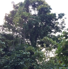 Chisocheton longistipitatus at Kamerunga, QLD - 21 Aug 2024 by JasonPStewart